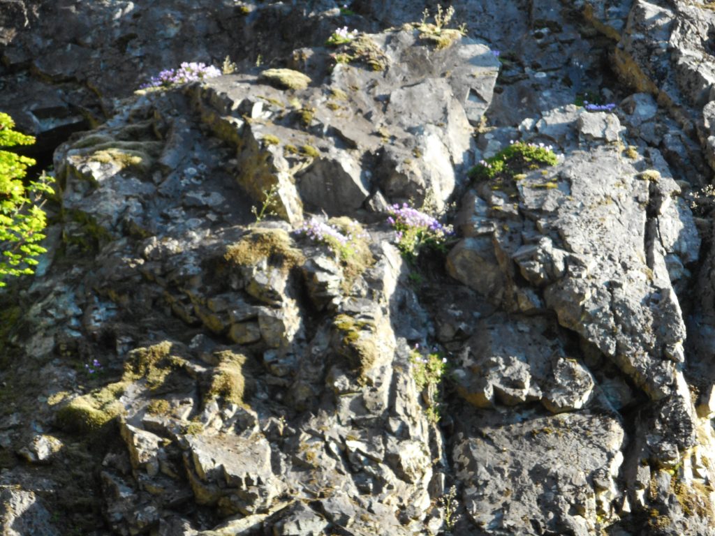 Flowers on the rocks